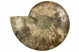 Cut & Polished Ammonite Fossil (Half) - Madagascar #317857-1